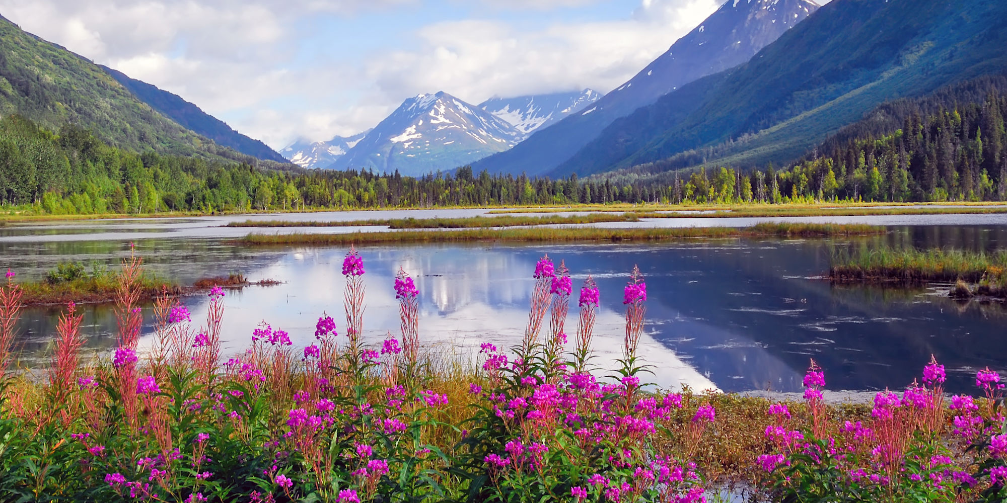 Wildflowers in Kenai Fjords National Park